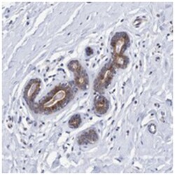 PFAS Rabbit anti-Human, Polyclonal Antibody, Abnova 100&mu;L; Unlabeled:Antibodies,