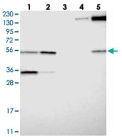 C9orf128 Rabbit anti-Human, Polyclonal Antibody, Abnova 100 &mu;L | Buy Online | Abnova Corporation | Fisher Scientific