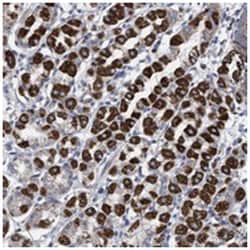 ZNF750 Rabbit anti-Human, Polyclonal Antibody, Abnova 100 &mu;L | Buy Online | Abnova | Fisher Scientific