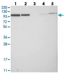 BICD2 Rabbit anti-Human, Polyclonal Antibody, Abnova 100 &mu;L | Buy Online | Abnova Corporation | Fisher Scientific