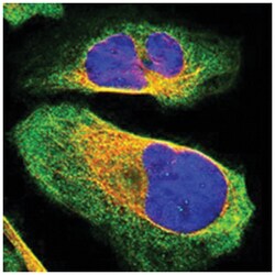 BICD2 Rabbit anti-Human, Polyclonal Antibody, Abnova 100 &mu;L | Buy Online | Abnova Corporation | Fisher Scientific