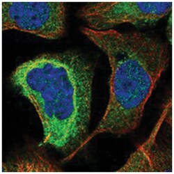 KIAA0753 Rabbit anti-Human, Polyclonal Antibody, Abnova 100 &mu;L | Buy Online | Abnova Corporation | Fisher Scientific