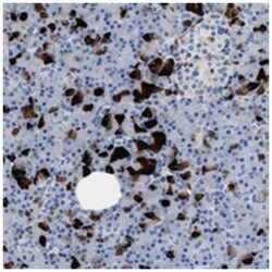 SLFN13 Rabbit anti-Human, Polyclonal Antibody, Abnova 100&mu;L; Unlabeled:Anticuerpos