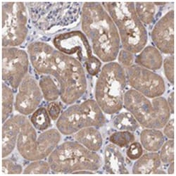 EFR3A Rabbit anti-Human, Polyclonal Antibody, Abnova 100 &mu;L | Buy Online | Abnova Corporation | Fisher Scientific