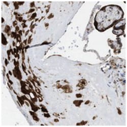 SLC38A10 Rabbit anti-Human, Polyclonal Antibody, Abnova 100 &mu;L | Buy Online | Abnova Corporation | Fisher Scientific