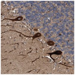C8orf55, Rabbit, Polyclonal Antibody, Abnova 100 &mu;L | Buy Online | Abnova Corporation | Fisher Scientific