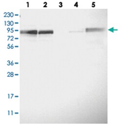 FAM129B Rabbit anti-Human, Polyclonal Antibody, Abnova 100 &mu;L | Buy Online | Abnova Corporation | Fisher Scientific