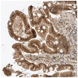 FAM129B Rabbit anti-Human, Polyclonal Antibody, Abnova 100 &mu;L | Buy Online | Abnova Corporation | Fisher Scientific