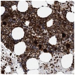 FAM166A, Rabbit, Polyclonal Antibody, Abnova 100&mu;L; Unlabeled:Antibodies,