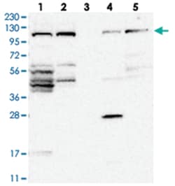 FAM83G Rabbit anti-Human, Polyclonal Antibody, Abnova 100 &mu;L | Buy Online | Abnova Corporation | Fisher Scientific