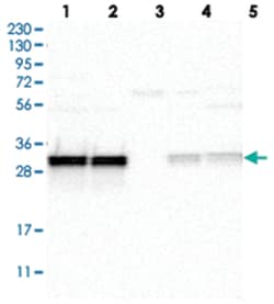 MRPL45 Rabbit anti-Human, Polyclonal Antibody, Abnova 100 &mu;L | Buy Online | Abnova Corporation | Fisher Scientific