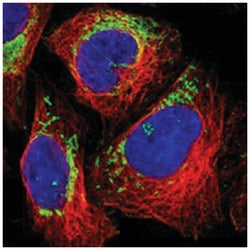 MRPL45 Rabbit anti-Human, Polyclonal Antibody, Abnova 100 &mu;L | Buy Online | Abnova Corporation | Fisher Scientific