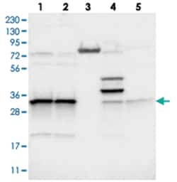 MRPL45 Rabbit anti-Human, Polyclonal Antibody, Abnova 100 &mu;L | Buy Online | Abnova Corporation | Fisher Scientific