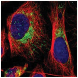 MRPL45 Rabbit anti-Human, Polyclonal Antibody, Abnova 100 &mu;L | Buy Online | Abnova Corporation | Fisher Scientific