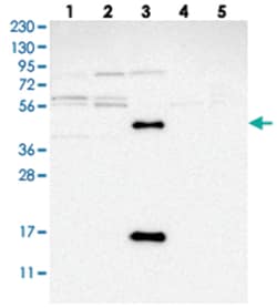 C17orf53 Rabbit anti-Human, Polyclonal Antibody, Abnova 100&mu;L; Unlabeled:Antibodies,