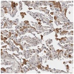 C17orf53 Rabbit anti-Human, Polyclonal Antibody, Abnova 100&mu;L; Unlabeled:Antibodies,
