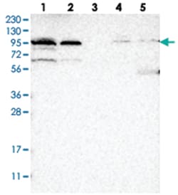 EFR3A Rabbit anti-Human, Polyclonal Antibody, Abnova 100 &mu;L | Buy Online | Abnova Corporation | Fisher Scientific