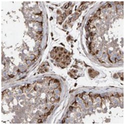 ZNF347, Rabbit, Polyclonal Antibody, Abnova 100&mu;L; Unlabeled:Anticuerpos