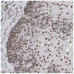 ATF7IP Rabbit anti-Human, Polyclonal Antibody, Abnova 100&mu;L; Unlabeled:Antibodies,