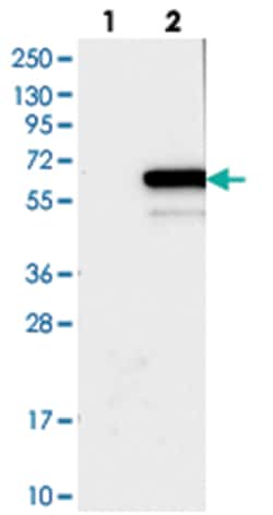 TTI2 Rabbit anti-Human, Polyclonal Antibody, Abnova 100 &mu;L | Buy Online | Abnova Corporation | Fisher Scientific