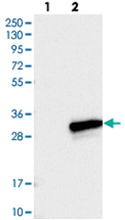 EFCAB1, Rabbit, Polyclonal Antibody, Abnova 100 &mu;L | Buy Online | Abnova | Fisher Scientific