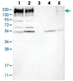 SON Rabbit anti-Human, Polyclonal Antibody, Abnova 100&mu;L; Unlabeled:Antibodies,