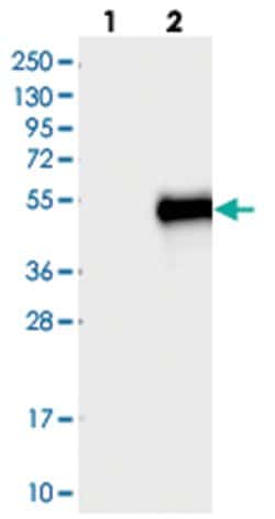 C11orf48 Rabbit anti-Human, Polyclonal Antibody, Abnova 100 &mu;L | Buy Online | Abnova Corporation | Fisher Scientific