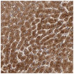 ZNF160, Rabbit, Polyclonal Antibody, Abnova 100 &mu;L | Buy Online | Abnova Corporation | Fisher Scientific