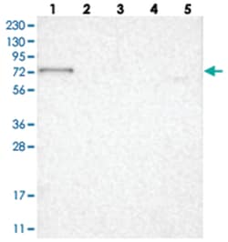 RUNDC1, Rabbit, Polyclonal Antibody, Abnova 100 &mu;L | Buy Online | Abnova | Fisher Scientific