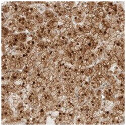 KIFAP3 Rabbit anti-Human, Polyclonal Antibody, Abnova 100&mu;L; Unlabeled:Antibodies,
