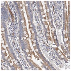 PSMG3, Rabbit, Polyclonal Antibody, Abnova 100&mu;L; Unlabeled:Antibodies,