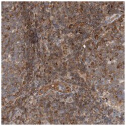 NFKB2 Rabbit anti-Human, Polyclonal Antibody, Abnova 100&mu;L; Unlabeled:Antibodies,