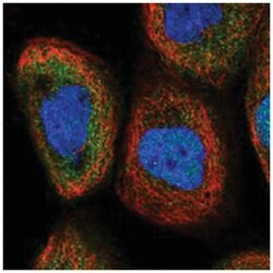 NFKB2 Rabbit anti-Human, Polyclonal Antibody, Abnova 100&mu;L; Unlabeled:Antibodies,