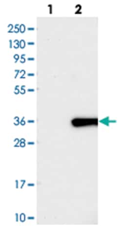 FAM167A Rabbit anti-Human, Polyclonal Antibody, Abnova 100 &mu;L | Buy Online | Abnova Corporation | Fisher Scientific