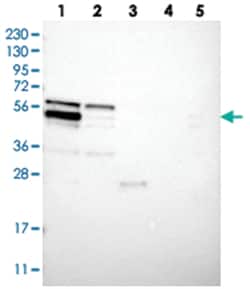 WIPF2 Rabbit anti-Human, Polyclonal Antibody, Abnova 100 &mu;L | Buy Online | Abnova Corporation | Fisher Scientific