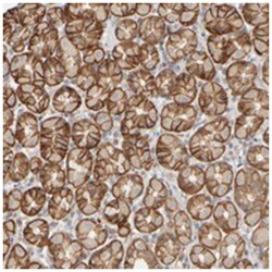 GOPC Rabbit anti-Human, Polyclonal Antibody, Abnova 100&mu;L; Unlabeled:Antibodies,