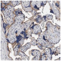 AZI1 Rabbit anti-Human, Polyclonal Antibody, Abnova 100&mu;L; Unlabeled:Antibodies,