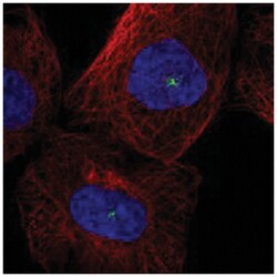 AZI1 Rabbit anti-Human, Polyclonal Antibody, Abnova 100&mu;L; Unlabeled:Antibodies,