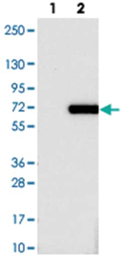 C9orf82 Rabbit anti-Human, Polyclonal Antibody, Abnova 100 &mu;L | Buy Online | Abnova Corporation | Fisher Scientific
