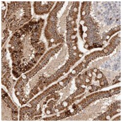 TRIM41 Rabbit anti-Human, Polyclonal Antibody, Abnova 100&mu;L; Unlabeled:Antibodies,