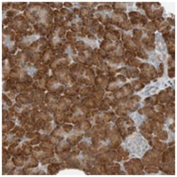 SEL1L, Rabbit, Polyclonal Antibody, Abnova 100 &mu;L | Buy Online | Abnova | Fisher Scientific