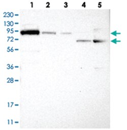 FAM129B Rabbit anti-Human, Polyclonal Antibody, Abnova 100&mu;L; Unlabeled:Antibodies,