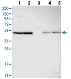 USH1G, Rabbit, Polyclonal Antibody, Abnova 100&mu;L; Unlabeled:Antibodies,