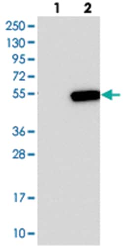 C16orf58, Rabbit, Polyclonal Antibody, Abnova 100&mu;L; Unlabeled:Antibodies,