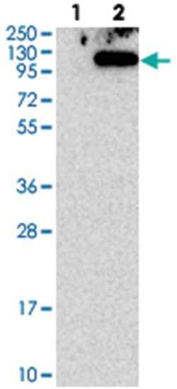 TSR1, Rabbit, Polyclonal Antibody, Abnova 100&mu;L; Unlabeled:Antibodies,