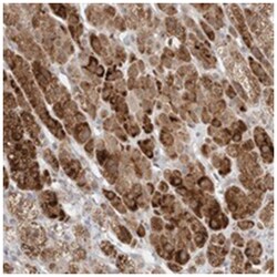 BICD2 Rabbit anti-Human, Polyclonal Antibody, Abnova 100&mu;L; Unlabeled:Antibodies,