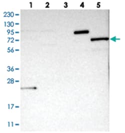KBTBD5, Rabbit, Polyclonal Antibody, Abnova 100&mu;L; Unlabeled:Antibodies,