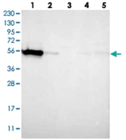 WIPF2 Rabbit anti-Human, Polyclonal Antibody, Abnova 100&mu;L; Unlabeled:Antibodies,