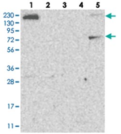 FAM83H Rabbit anti-Human, Polyclonal Antibody, Abnova 100 &mu;L | Buy Online | Abnova Corporation | Fisher Scientific