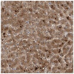 FAM83H Rabbit anti-Human, Polyclonal Antibody, Abnova 100 &mu;L | Buy Online | Abnova Corporation | Fisher Scientific